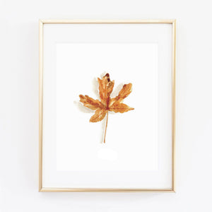 maple leaf art print